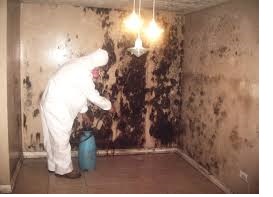 mold remediation mold remediation
